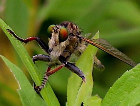 Giant Robber Fly.jpg