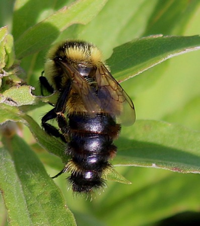 Robber Fly.jpg