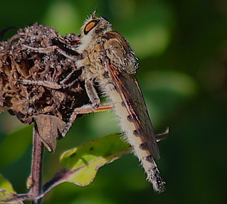 Promachus vertebratus.jpg