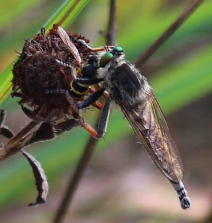 Promachus vertebrates feeding Yellowjacket.jpg