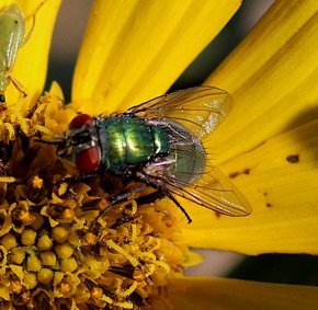 Common Green Bottle Fly.jpg