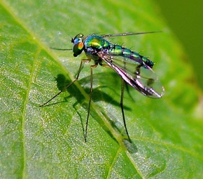 Longlegged Fly
(marks on wings)