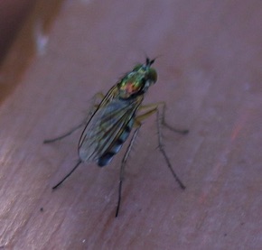 Longlegged Fly
(no marks on wings)