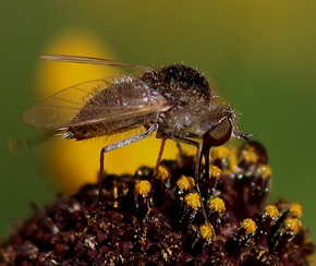 Black Bee Fly.jpg