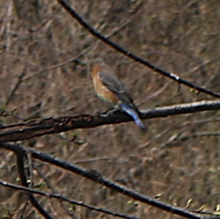 Eastern Bluebird