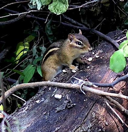 Eastern Chipmunk