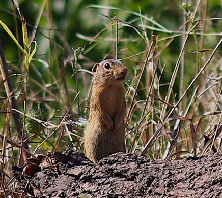 Thirteen-lined Ground Squirrel