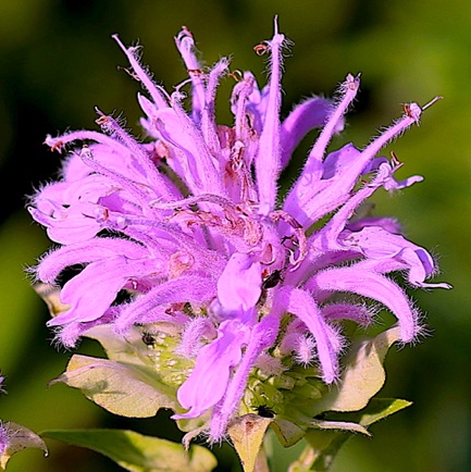 Wild Bergamot (4)