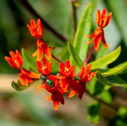 Butterflyweed (7)