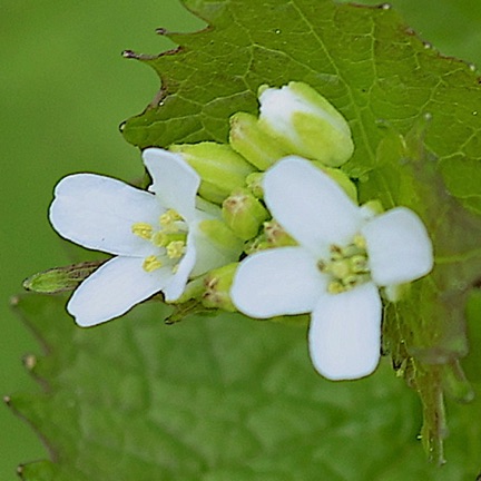 Garlic Mustard