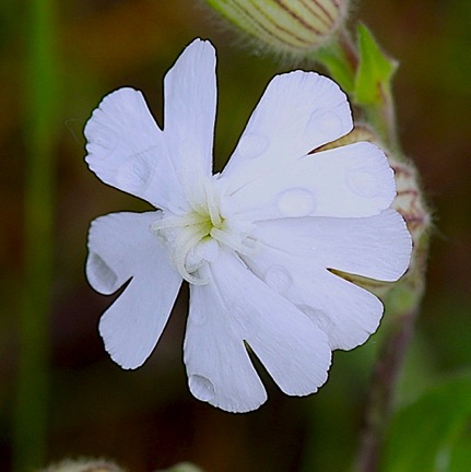 Lychnis?