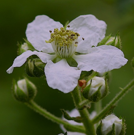 Multiflora Rose