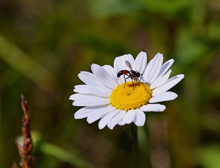 Ox-eye Daisy