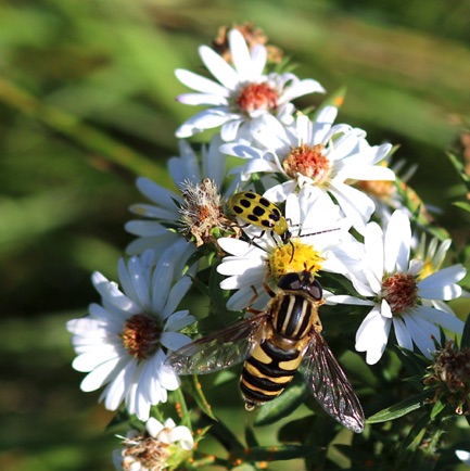 White Aster (0)