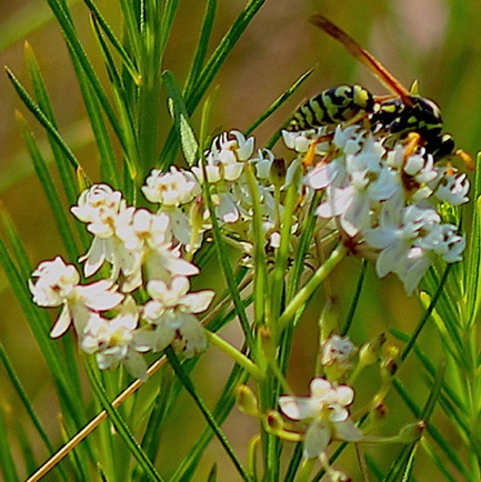 Whorled Milkweed (1)