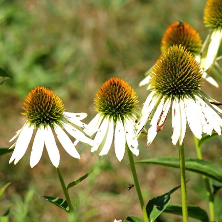 Purple Coneflower (3)