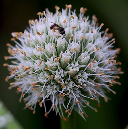 Rattlesnake Master (9)