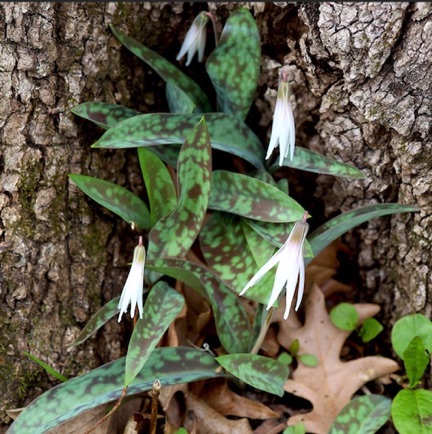 White Trout Lily, Deer tongue (5)