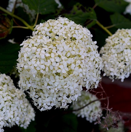 Smooth Hydrangea (10)