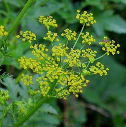 Wild Parsnip