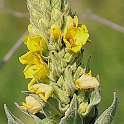 Common Mullein