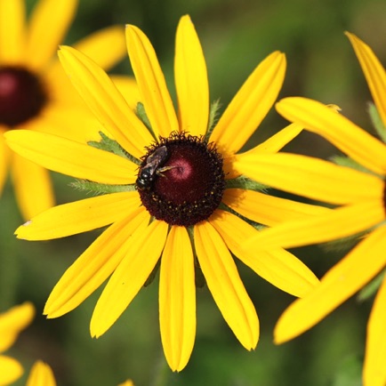 Black Eye Susan (1)