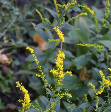 Elm-leaved Goldenrod (5)