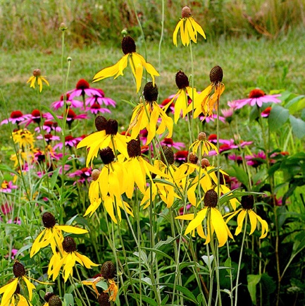 Yellow Coneflower
Prairie Coneflower (5)