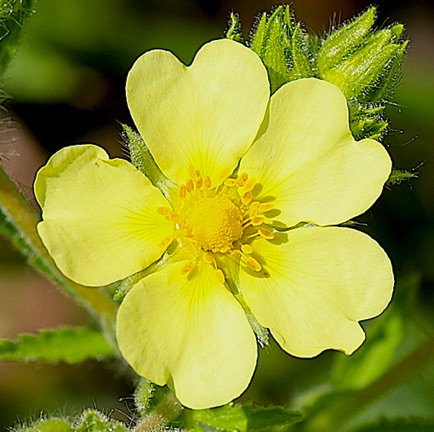 Rough-fruited Cinquefoil  (0)