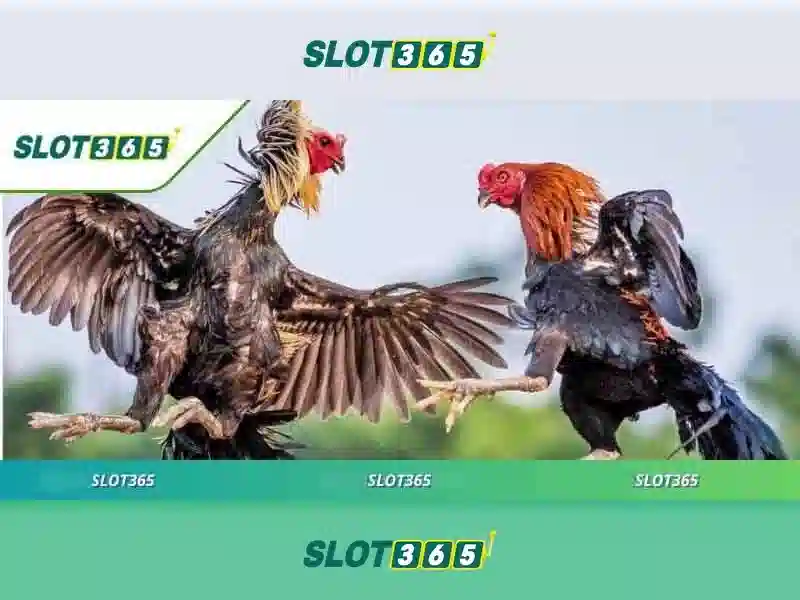 slot365 bet