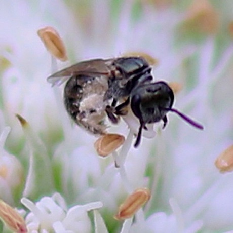 Poey furrow bee