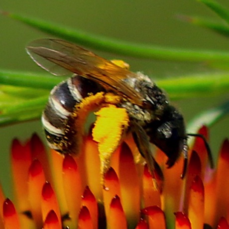 Leafcutting bee