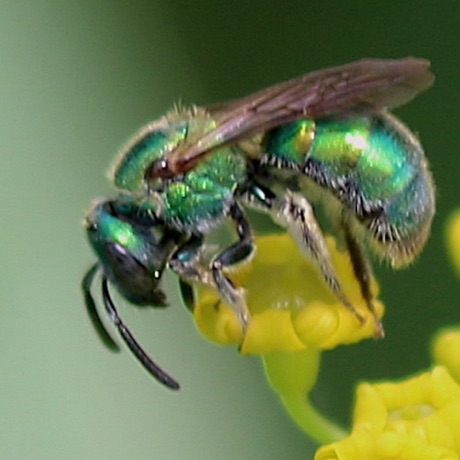 Green Metallic Bee