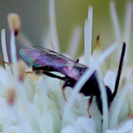 Confusing-metallic Furrow bee