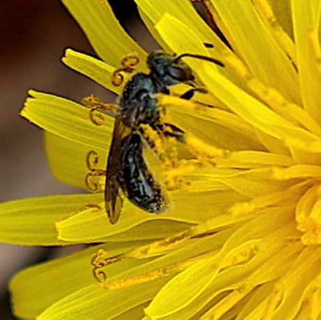 Small Carpenter Bee