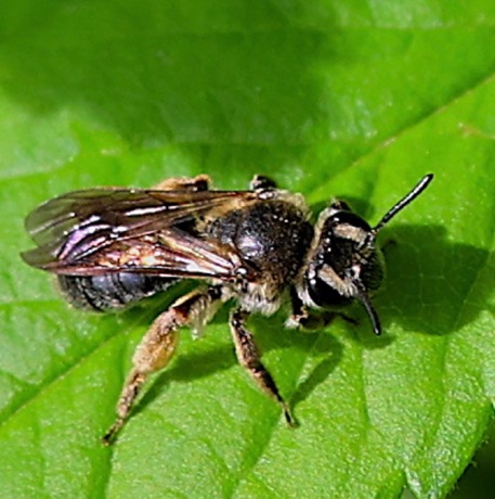 Andrena bee - Mining Bee