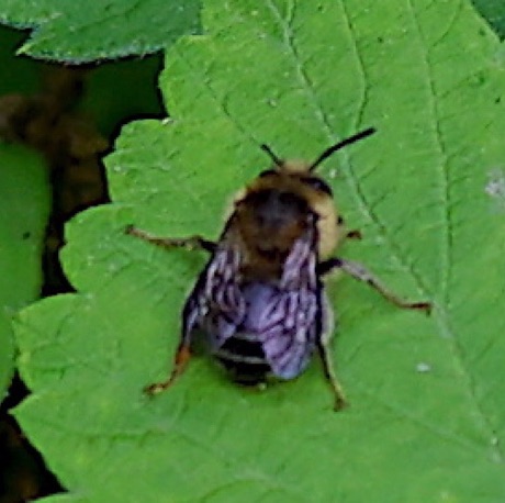 Pruinose Squash Bee