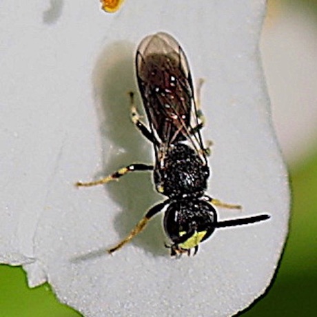 Yellow-faced Bee