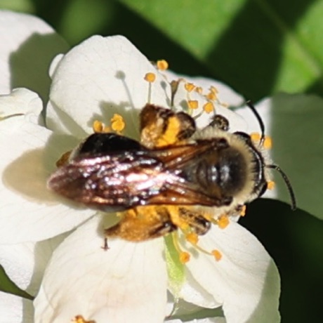 Digger Bee - Rufous -backed Cellophane bee