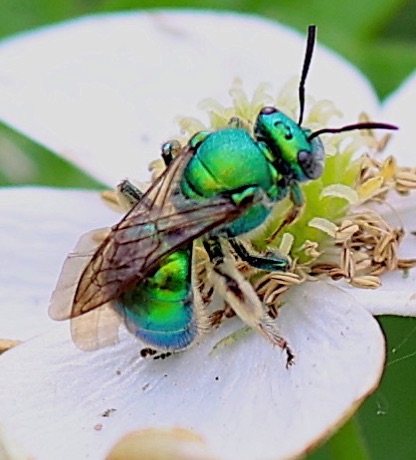 Green Metallic Bee