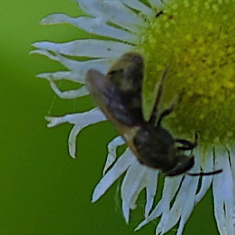 Osmia Mining bee