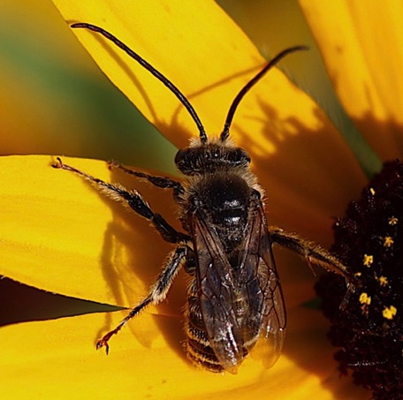 Long-horned bee, True Melissodes Bee