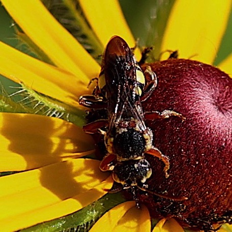 Northern Rotund-region bee