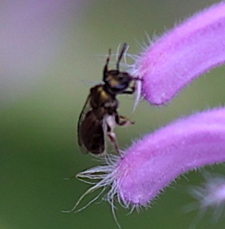 Ligated Furrow bee or Poeyi