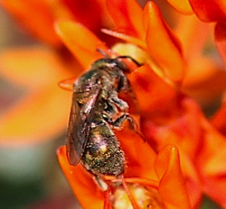 Golden Green-sweat bee