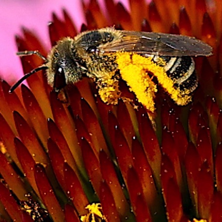 Leafcutter bee