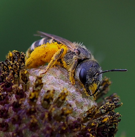 Leafcutter bee