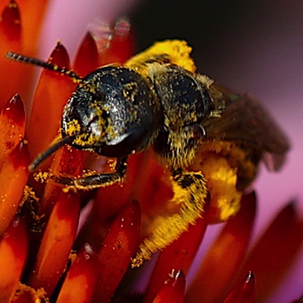 Leafcutter bee