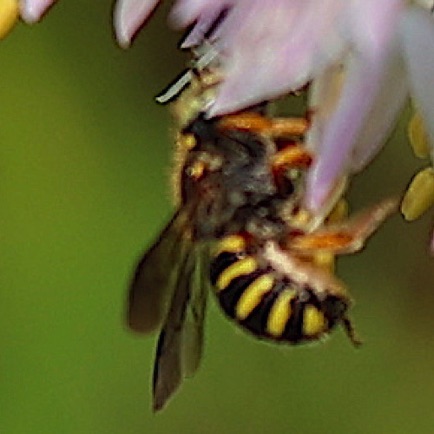 Oblong Wool-carder bee