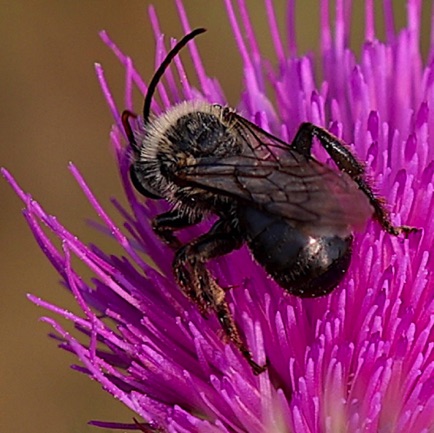 Wood-digger bee